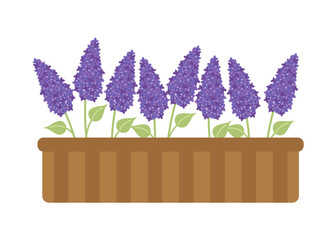 Lilac flowers in a balcony planter.