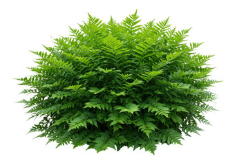 Fototapeta premium A vibrant green fern bush with lush, detailed leaves, isolated on a clean transparent background