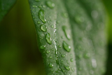 green leaf with water drops