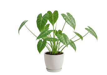 A lush green potted plant with large heartshaped leaves isolated on a transparent background