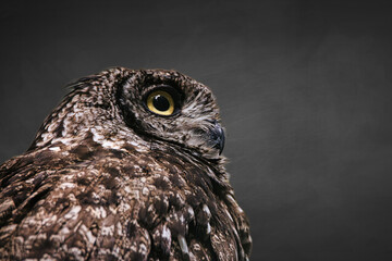 Owl portrait creatures of the night, wildlife - night hunter - forest nature
