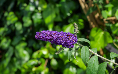 London - 06 21 2022: Close-up of a Butterfly Bush in Chelsea