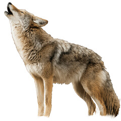 Fototapeta premium Isolated coyote howling against a black backdrop emphasizing its wild nature and wilderness call