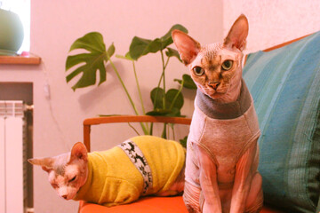 Two Sphynx cats in a comfortable indoor setting, one wearing a yellow sweater, the other in gray....