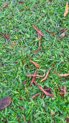 Vibrant green grass textured background with fallen leaves. Ideal for nature and environment themes.