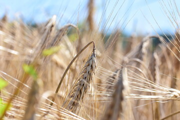 ears of wheat on the field