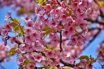 Floración del cerezo en parque Ueno, Tokio, Japón.
