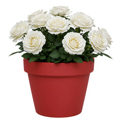 White roses planted in red terracotta flower pot container