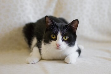Charming Black-White Cat Posing on a Soft Blanket, Captivating Yellow Eyes and Playful Expression.