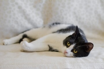 Relaxed Black and White Cat Lounging on a Soft Blanket, Looking at the Camera with Yellow Eyes.