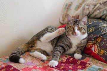 Adorable Tabby Cat is Licking its Fur on Colorful Quilt. Engaging Animal Portrait, Pet Theme.