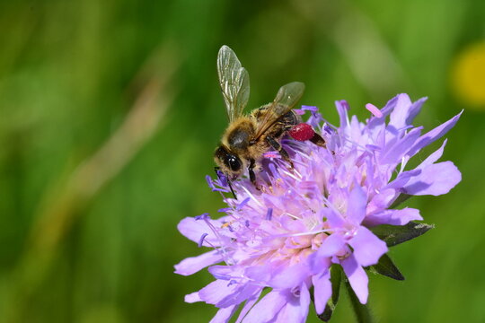 bee on a flower