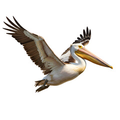 Graceful bird soaring through open sky with outstretched wings