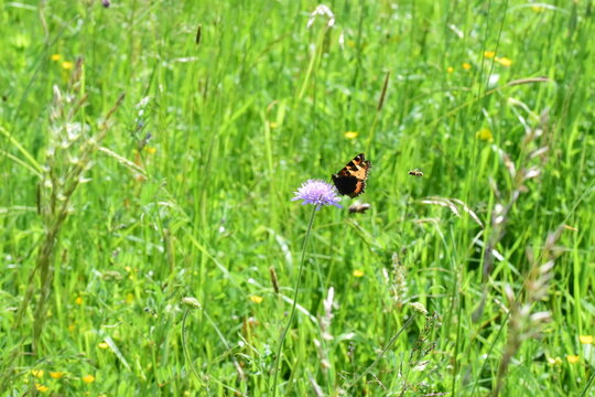 butterfly on the grass