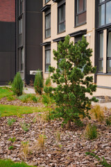 modern apartment landscape features lush green plants and organized garden beds. urban greenery...