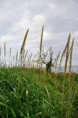 A dry tree on a hillside 
