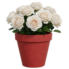 Beautiful white roses growing in red clay flower pot