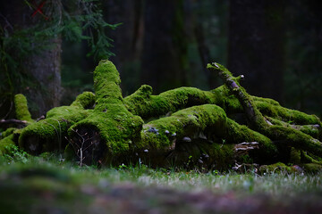 moss in the forest
