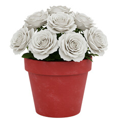 White roses blooming beautifully in red terracotta flower pot