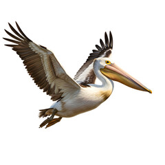 Bird flying gracefully with outstretched wings through open sky
