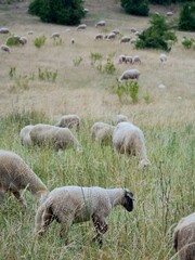 Obraz premium Sheep are grazing in the field.