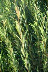 Green elongated shoots in backlight