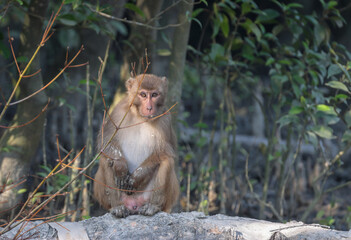 Curious Rhesus monkey standing alert on Sundarbansthis photo was taken from Sundarbans,Bangladesh.