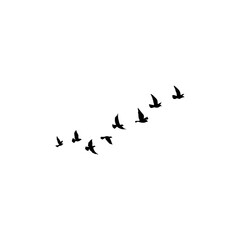 Group of bird flying isolated on white background.