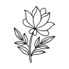 Fototapeta premium Elegant magnolia flower with long leaves in outline style
