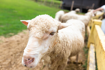 A close-up shot of woolly sheep resting their heads on a wooden fence at a farm. 