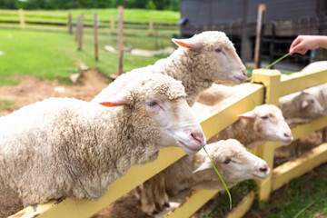 A close-up shot of woolly sheep resting their heads on a wooden fence at a farm. 
