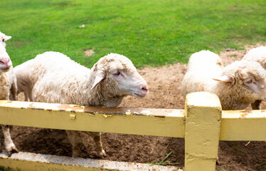 A close-up shot of woolly sheep resting their heads on a wooden fence at a farm. 