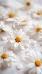 Fototapeta premium Stunning Floral Composition Featuring White Daisy Heads, Capturing Nature s Beauty and Simplicity