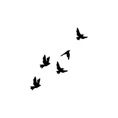 flock of birds