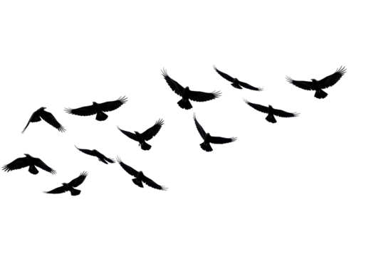 Isolated Group of Ravens Flying in Dark Silhouette