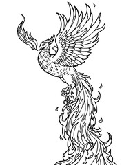 Fototapeta premium Minimilist detailed line art of a phoenix rising with wings spread and tail in flames on white background vector