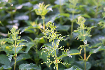 stinging nettle,
Urtica dioica leaves and flowers closeup selective focus