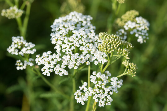 common yarrow,
Achillea millefolium white flowers closeup selective focus