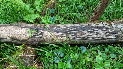 Fallen aspen. Moose teeth marks on the bark.