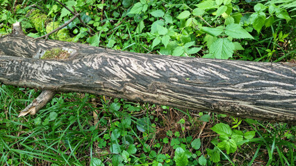 Fallen aspen. Moose teeth marks on the bark.