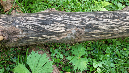 Fallen aspen. Moose teeth marks on the bark.