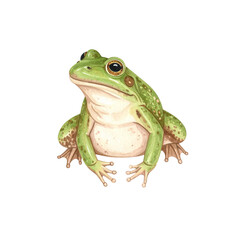 Obraz premium Green Frog Portrait: A charming green frog perches, its vibrant skin contrasting elegantly against a clean, inviting backdrop. This captures the detail of the amphibian