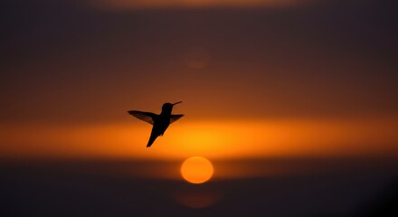 humming bird flying | A hummingbird gracefully hovers in front of a vibrant sunset, showcasing its delicate wings and silhouette against the warm colors of the evening sky