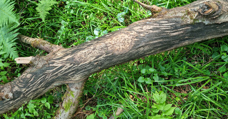 Fallen aspen. Moose teeth marks on the bark.