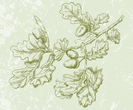 Oak Tree Twig Pen and Ink Vector Drawing
