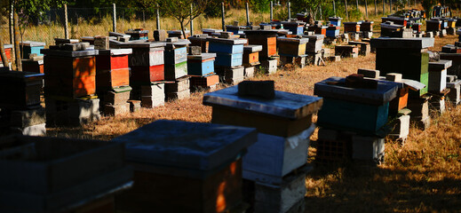 a meadow full of bee beehives