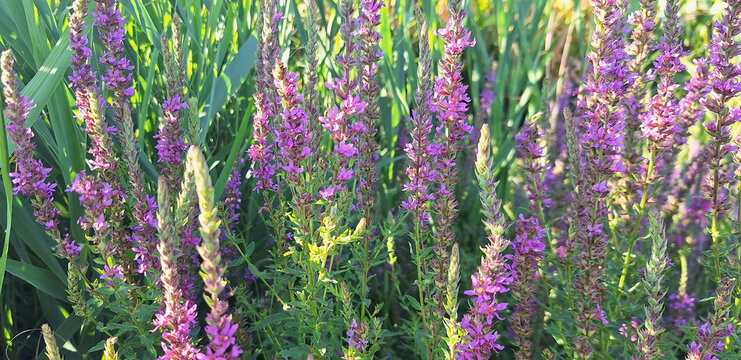 Bush violet lythrum flowers bloom in the field in summer. Panorama.