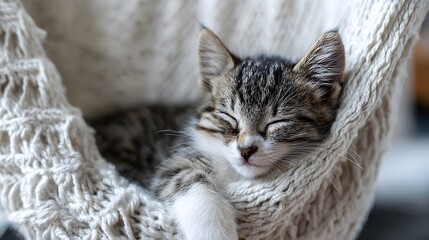Sleeping Kitten in Cozy Knitted Hammock – Peaceful Nap Scene with Soft Textures and Gentle Light in Wholesome Pet-Themed Illustration