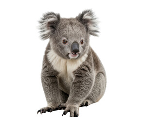 Obraz premium Isolated Adorable Koala Sitting and Looking at Camera