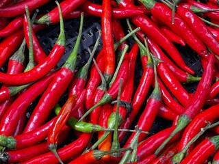 red chilies peppers in the bucket 
